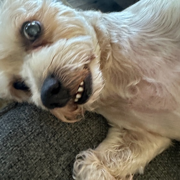 Share show - Picture 6 of 6